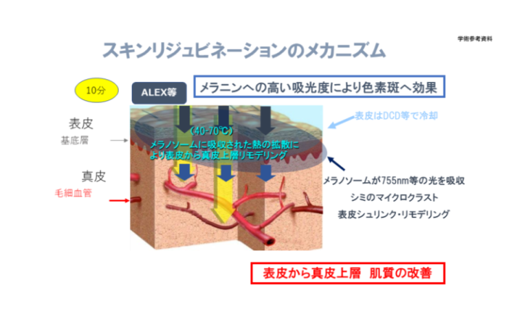 スキンリジュビネーションのメカニズム